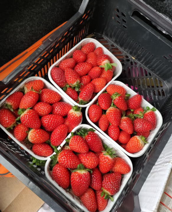 Bandejas fresas